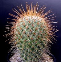 Mammillaria magnifica